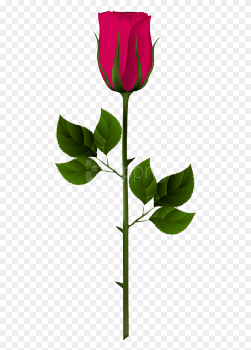 480x1108 Png Бутон Розовой Розы Png Изображения