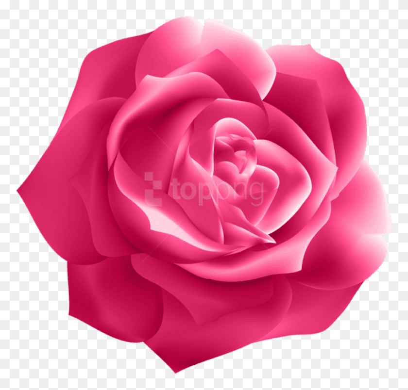 850x811 Free Pink Rose Deco Images Transparente Transparente Flor Púrpura Oscuro, Rose, Flor, Planta Hd Png Descargar