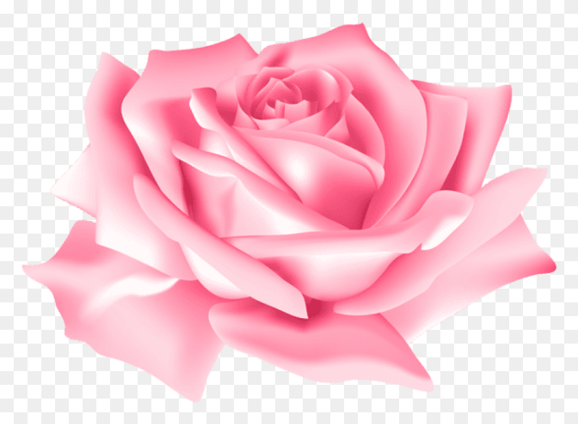 843x602 Розовая Роза Цветок Изображения Фона Розовая Роза Цветок, Роза, Растение, Цветение Hd Png Скачать