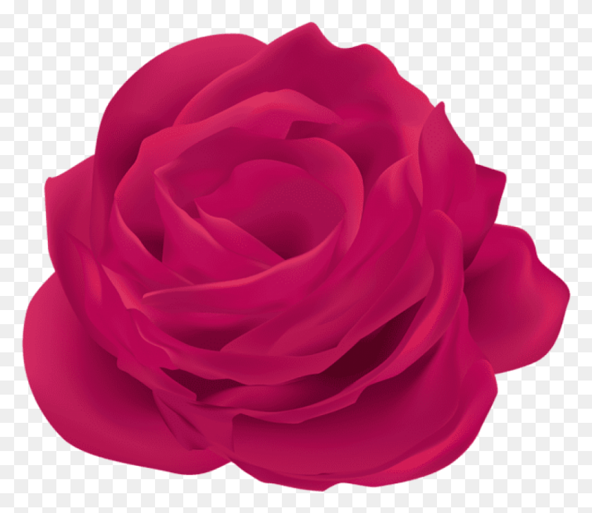 843x723 Free Pink Rose Flower Images Transparent Garden Roses, Rose, Plant, Blossom Hd Png Descargar