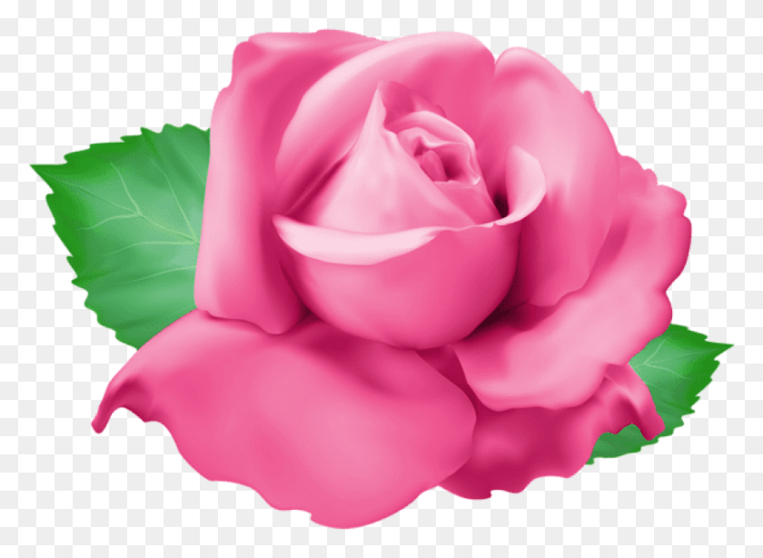 847x602 Png Розовая Роза Изображения Фона Переносимая Сетевая Графика, Роза, Цветок, Растение Hd Png