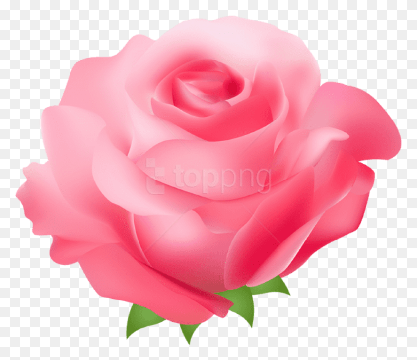 829x708 Free Pink Rose Images Transparent Pink Rose, Rose, Flower, Plant HD PNG Download