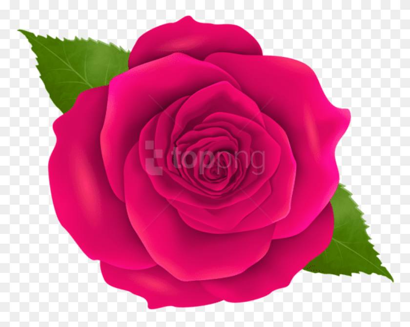 850x666 Free Pink Rose Images Transparent Transparent Rose Flower, Rose, Flower, Plant HD PNG Download