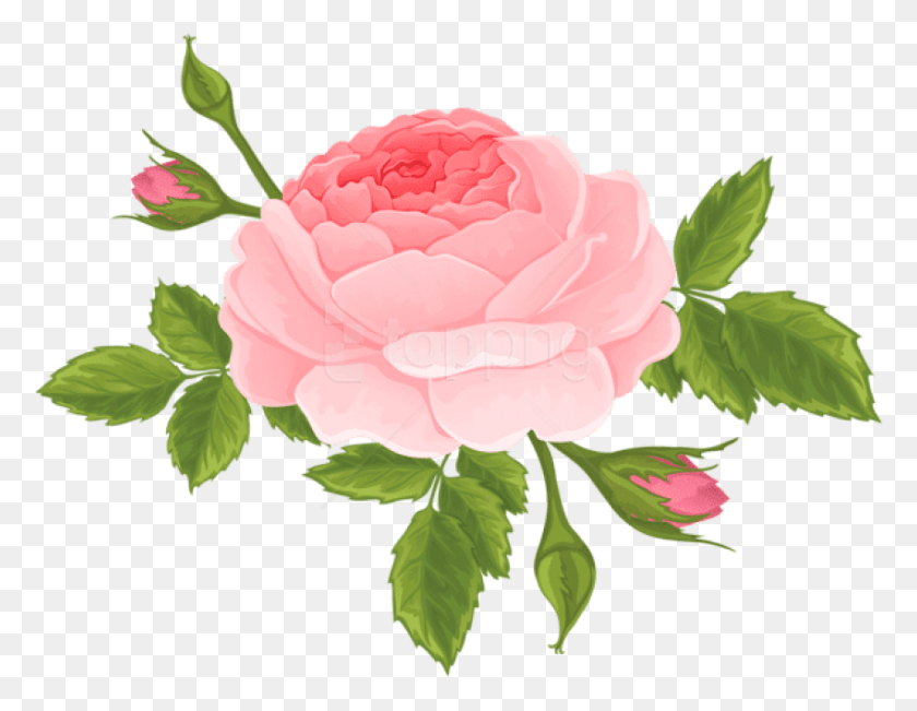 850x645 Png Розовая Роза С Бутонами, Растение, Пион, Цветок Hd Png