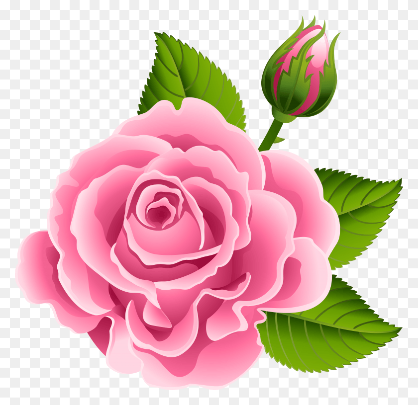 7897x7647 Png Розовая Роза С Бутоном Розы