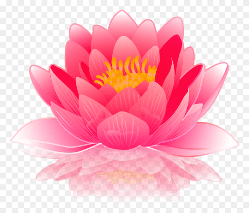 841x708 Free Pink Water Lily Images Background Water Lilies Clip Art, Plant, Dahlia, Flower HD PNG Download