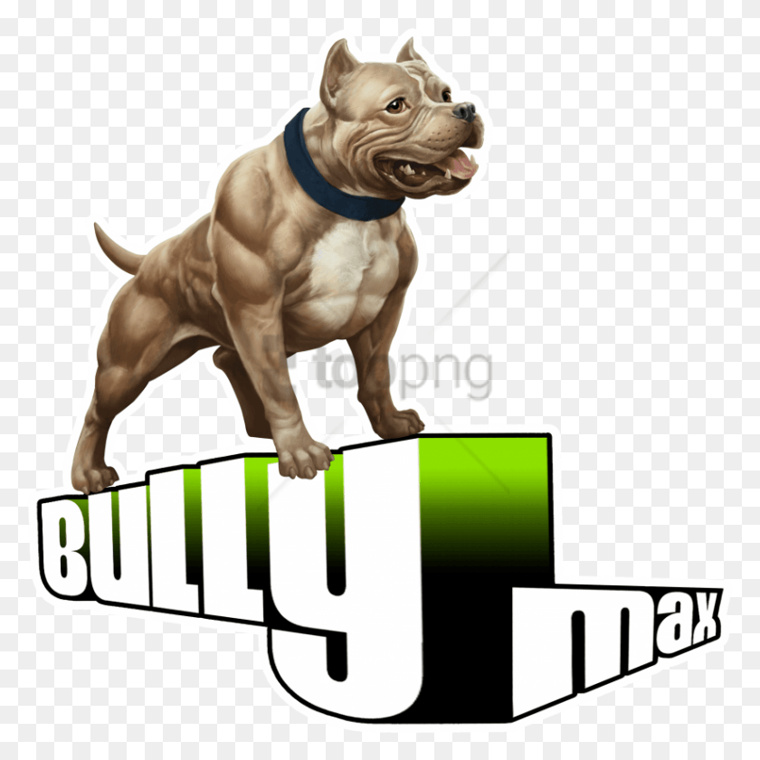 822x823 Free Pitbull Image With Transparent Background American Bully, Dog, Pet, Canine HD PNG Download