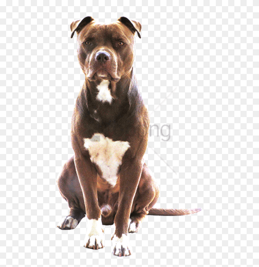 481x807 Free Pitbull Image With Transparent Background American Pit Bull Terrier, Dog, Pet, Canine HD PNG Download