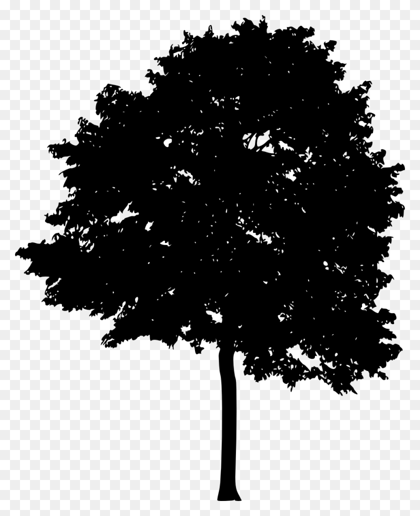 962x1200 Free Plane Tree Family, Plant, Maple HD PNG Download