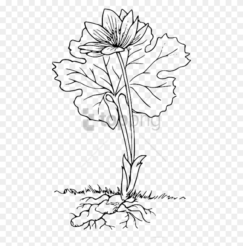 480x792 Free Plant With Roots Outline Image With Transparent Plant With Roots Black And White, Leaf, Stencil, Tree HD PNG Download