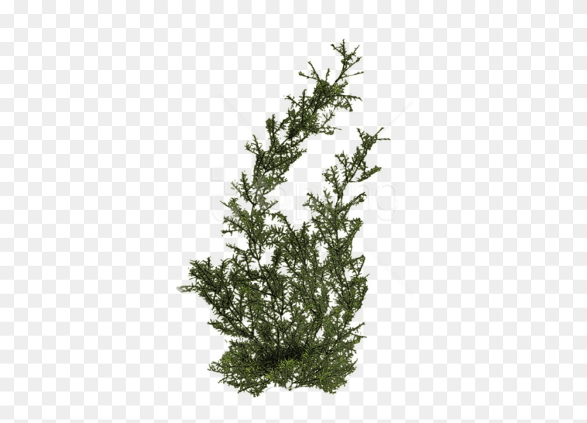 343x545 Free Plants Images Transparent Underwater Plant, Tree, Conifer, Fir HD PNG Download