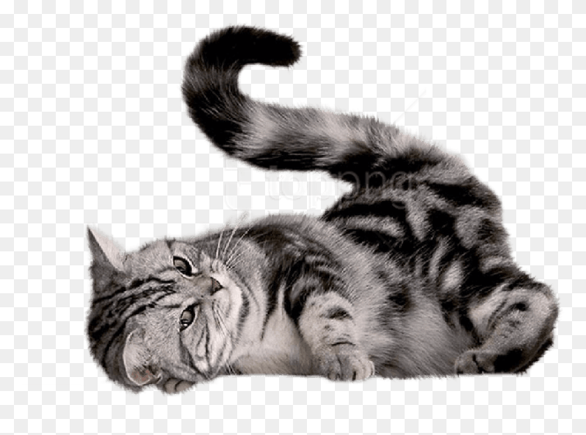 778x563 Free Playing Cat Images Background Koshka, Tiger, Wildlife, Mammal HD PNG Download