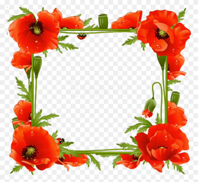 850x775 Free Poppies Transparent Frame Background Best Poppy Frame, Plant, Flower, Blossom HD PNG Download