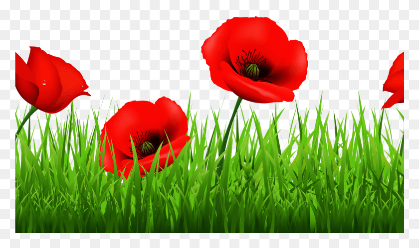 1369x769 Free Poppy Cliparts Free Clip Art Free Clip, Plant, Flower, Blossom HD PNG Download