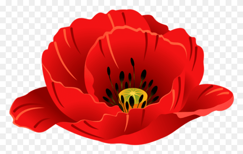 843x510 Free Poppy Transparent Images Background Corn Poppy, Plant, Flower, Blossom HD PNG Download