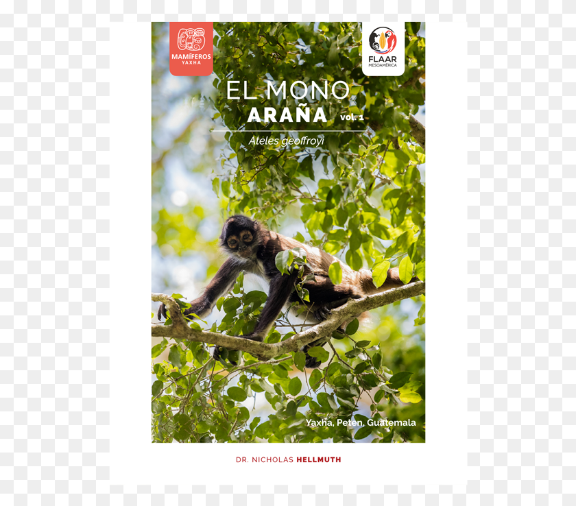 524x678 Free Poster, Mammal, Animal, Monkey HD PNG Download