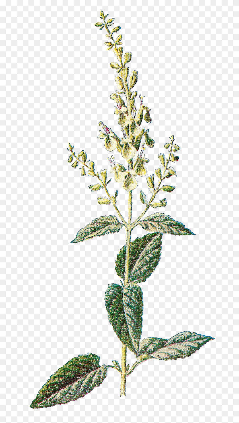 673x1483 Free Printable Botanical Prints, Amaranthaceae, Grass, Leaf, Plant Sticker PNG