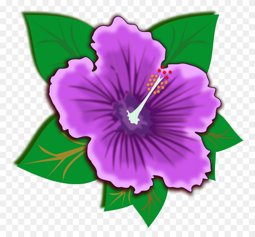 765x720 Free Printable Clipart And Coloring Pages Purple Hibiscus Flower, Plant, Hibiscus, Flower HD PNG Download