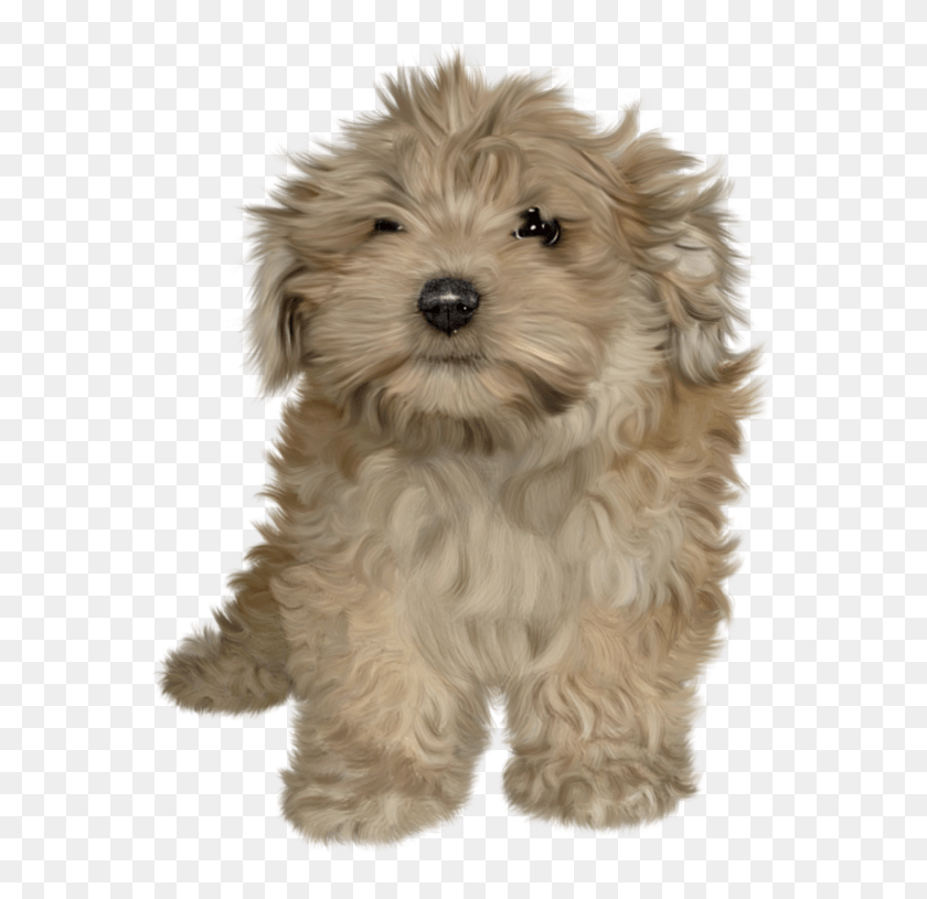 575x755 Free Puppy Stock От Janeeden Pluspng Puppy Stock Photo Transparent, Dog, Pet, Canine Hd Png Download