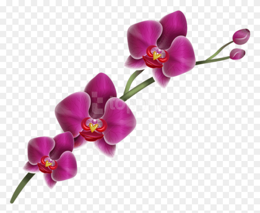 836x674 Бесплатные Фиолетовые Орхидеи Изображения Фон Орхидеи Клипарт, Растение, Цветок, Цветение Hd Png Скачать