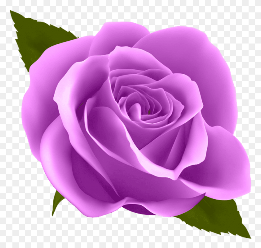 835x791 Фиолетовая Роза Изображения Фона Прозрачная Фиолетовая Роза, Цветок, Растение, Цветение Hd Png Скачать