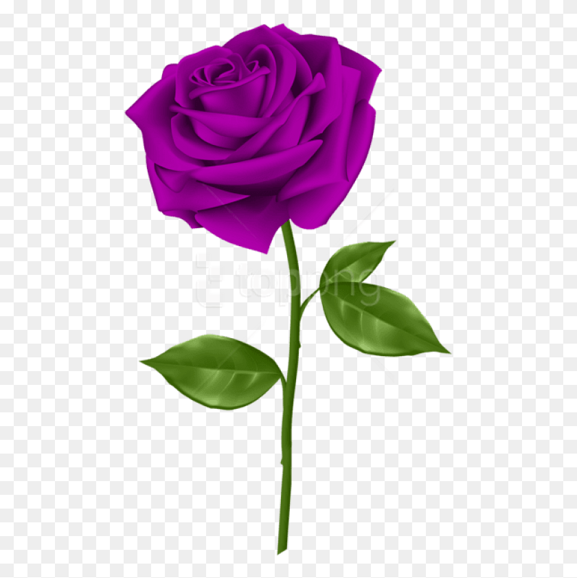 480x781 Free Purple Rose Images Transparent Transparent Background Purple Rose Transparent, Plant, Flower, Blossom HD PNG Download