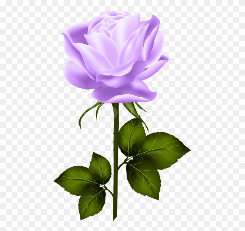 480x735 Png Фиолетовая Роза На Стебле, Розовая Роза На Стебле, Растение, Цветок, Цветение Png Скачать Бесплатно