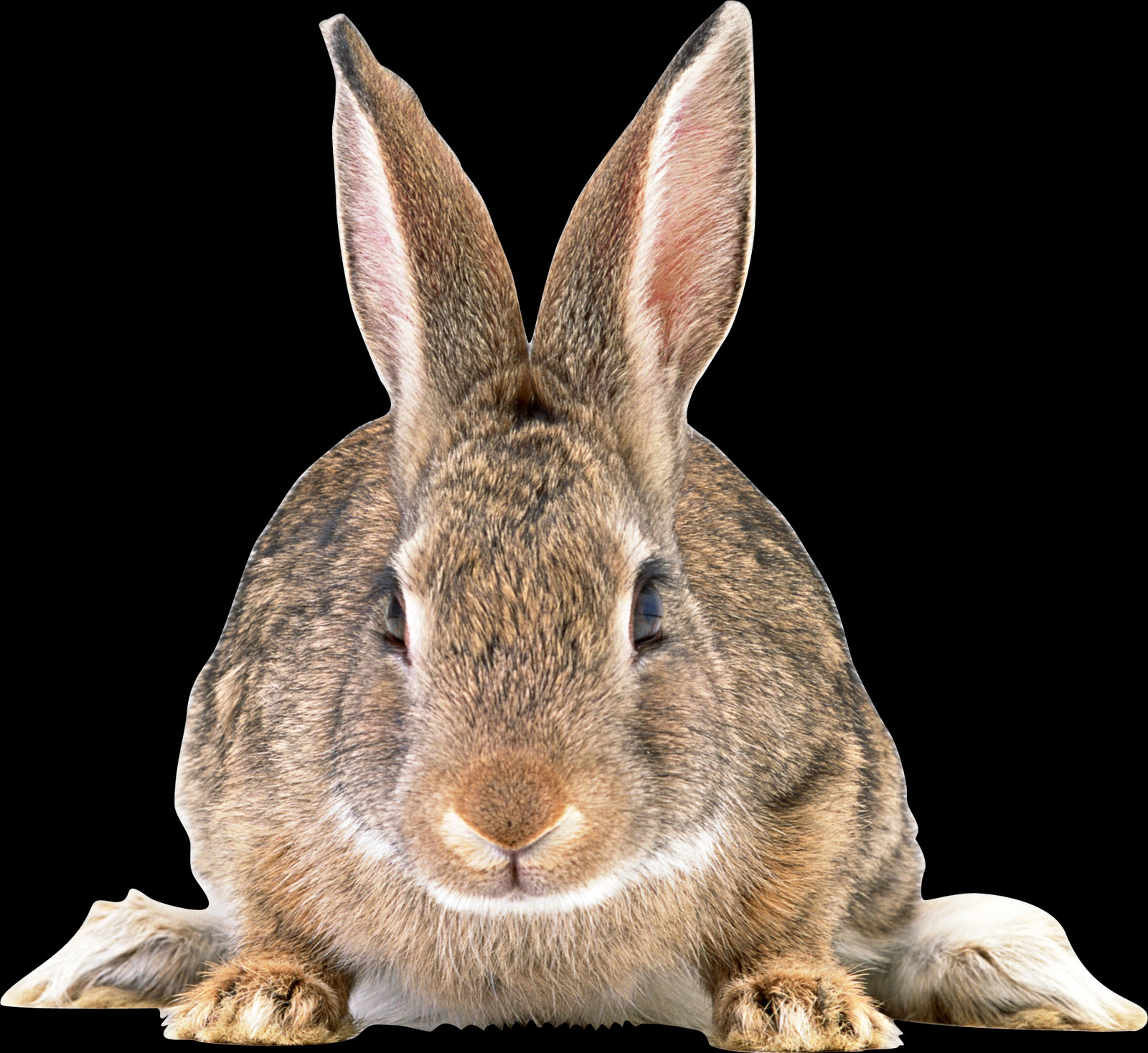 1600x1467 Бесплатные Изображения Кролика Европейский Обыкновенный Кролик, Кенгуру, Млекопитающее, Животное Hd Png Скачать