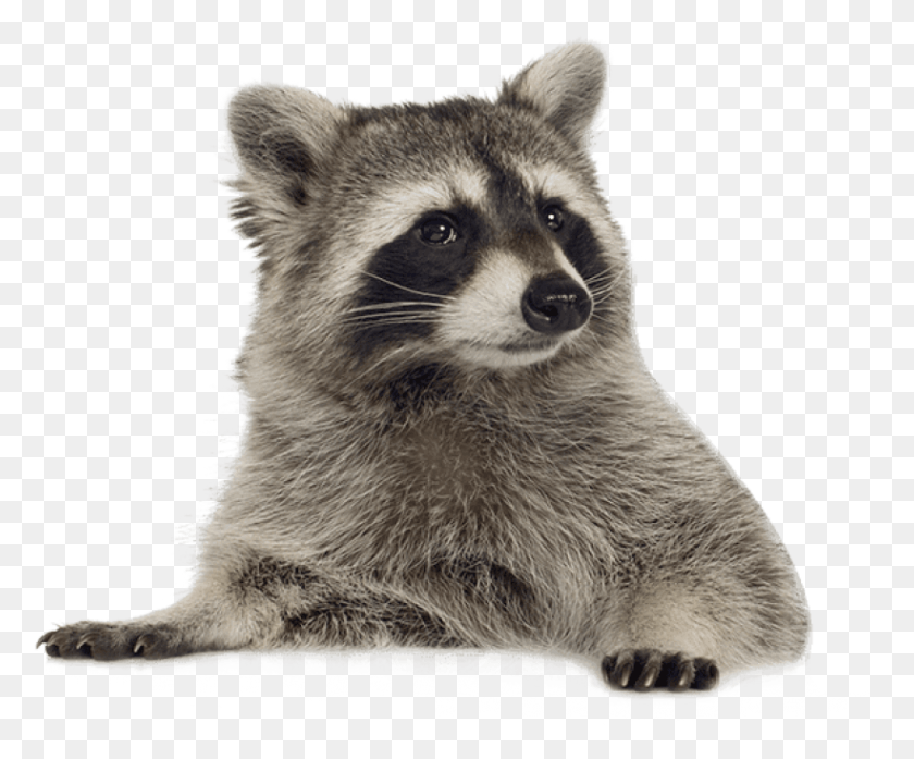 821x671 Free Raccoon Lying Down Images Background Raccoon Transparent, Mammal, Animal, Bear HD PNG Download