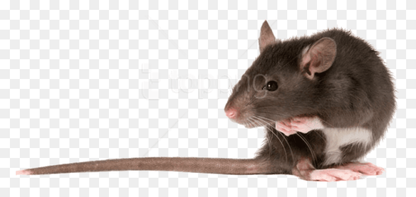 825x359 Free Rat Left Images Background Rats Transparent, Rodent, Mammal, Animal HD PNG Download