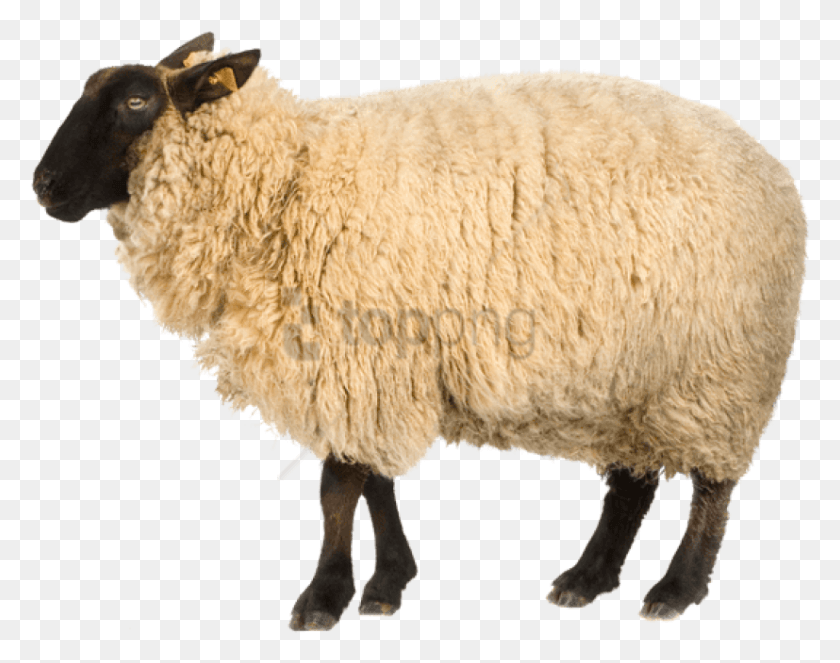 827x640 Free Real Sheep Image With Transparent Transparent Background Sheep, Mammal, Animal HD PNG Download