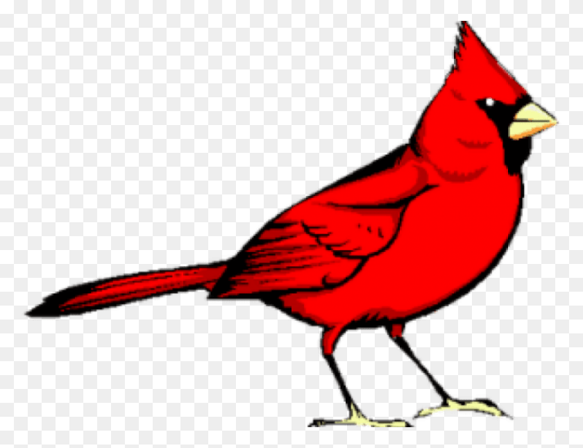 850x638 Free Red Bird Images Background Red Bird, Cardinal, Animal, Person HD PNG Download