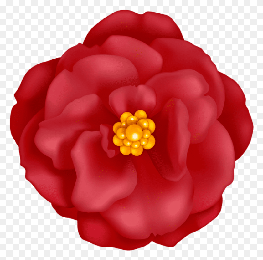 843x834 Png Красный Цветок Декоративные Изображения Транспа Японская Камелия, Роза, Цветок, Растение Hd Png