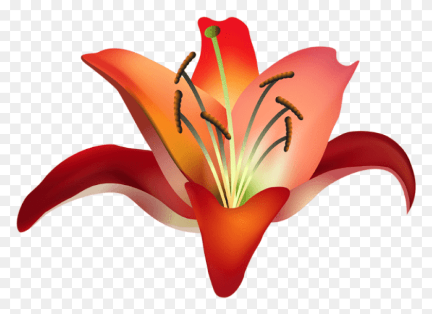 843x595 Png Красный Цветок Изображения Фона Картинки Амариллис, Растение, Цветок, Цветение Hd Png
