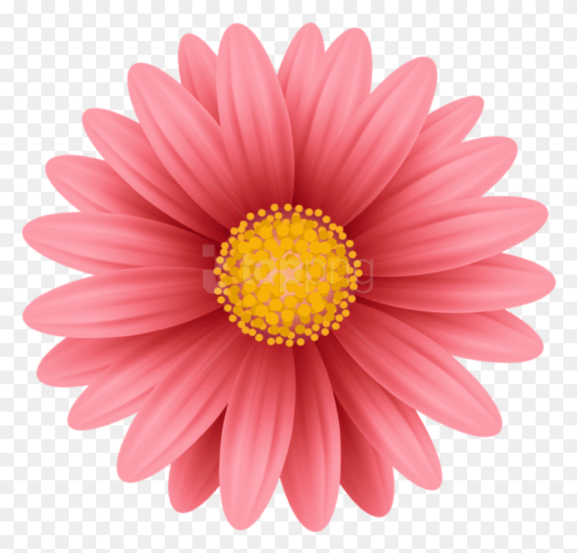 838x802 Free Red Flower Images Background Flower Blooming Transparent Gif, Plant, Daisy, Daisies HD PNG Download