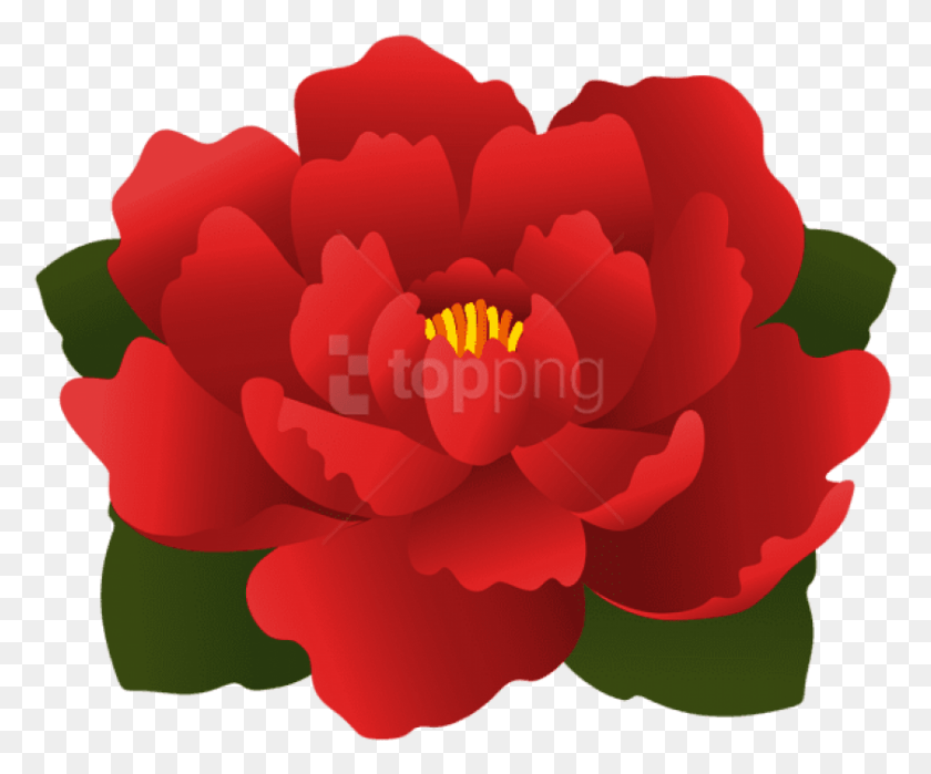 841x689 Png Красный Цветок Японская Камелия, Роза, Цветок, Растение Hd Png