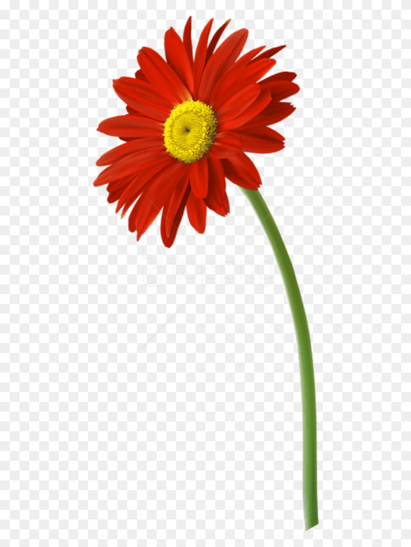 464x1056 Free Red Gerbera Flower Images Background Flower Free Transparent, Plant, Blossom, Daisy HD PNG Download
