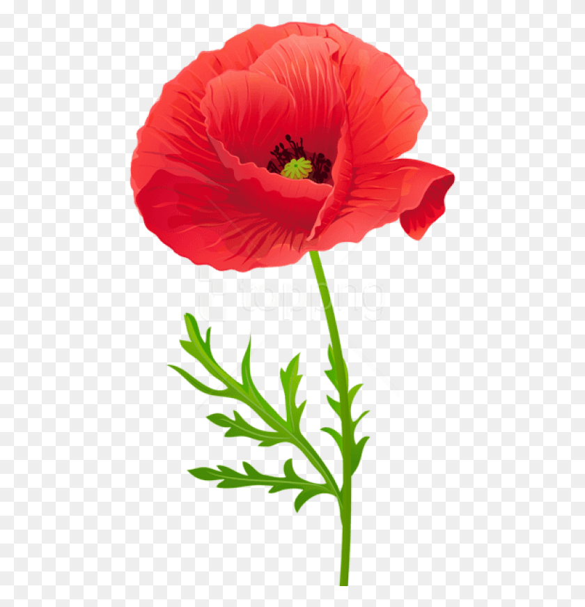 471x811 Free Red Poppy Flower Images Transparent Red Poppy Flower, Plant, Blossom, Hibiscus HD PNG Download