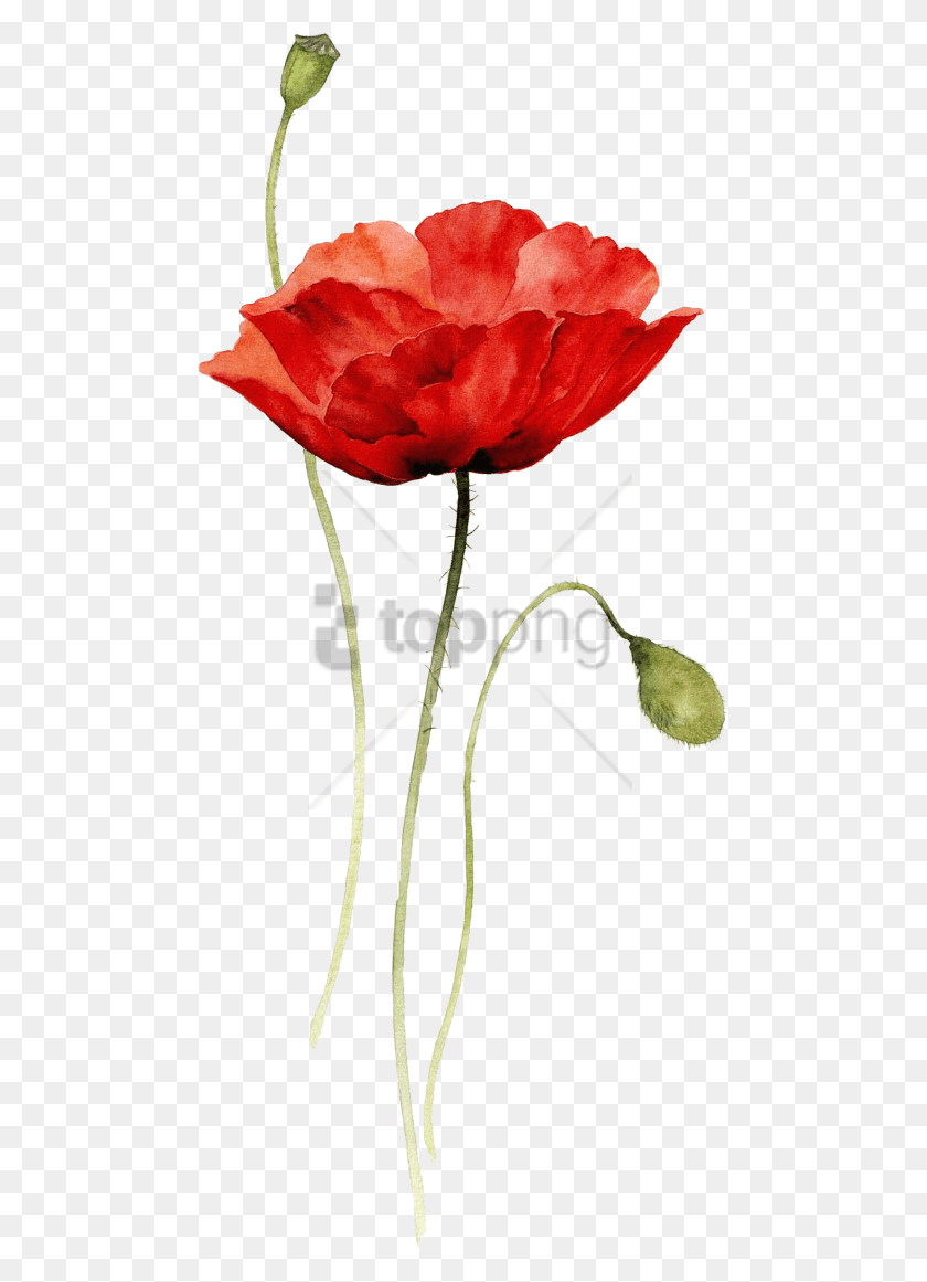 481x1101 Free Red Poppy Watercolor Tattoo Image With Watercolor Drawing Flower, Plant, Blossom, Petal HD PNG Download