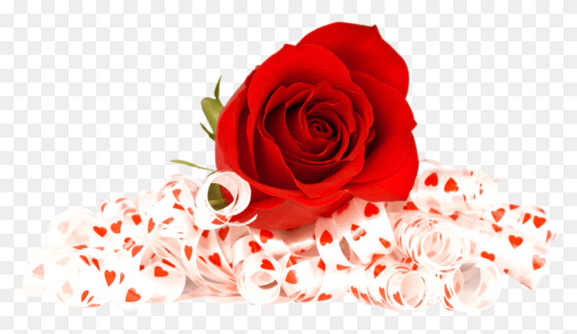 984x538 Free Red Rose Image Flowers Red Rose, Rose, Flower, Plant HD PNG Download