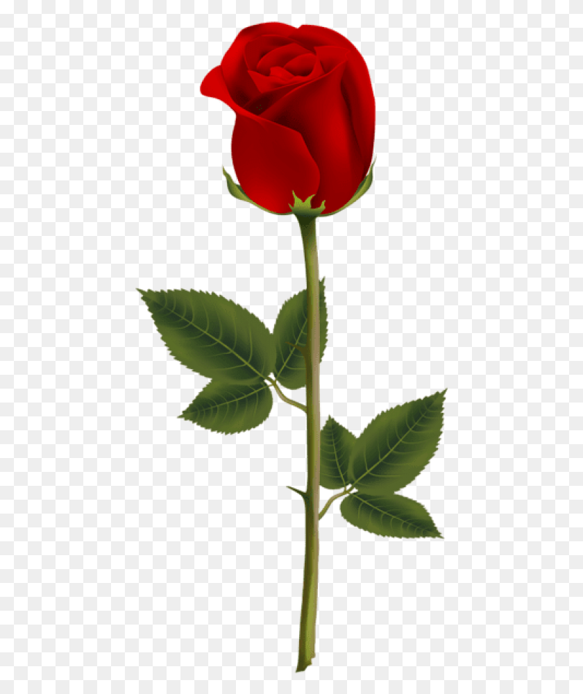 452x940 Бесплатные Изображения Красной Розы Фон Темно Красная Роза, Растение, Цветок, Цветение Hd Png Скачать