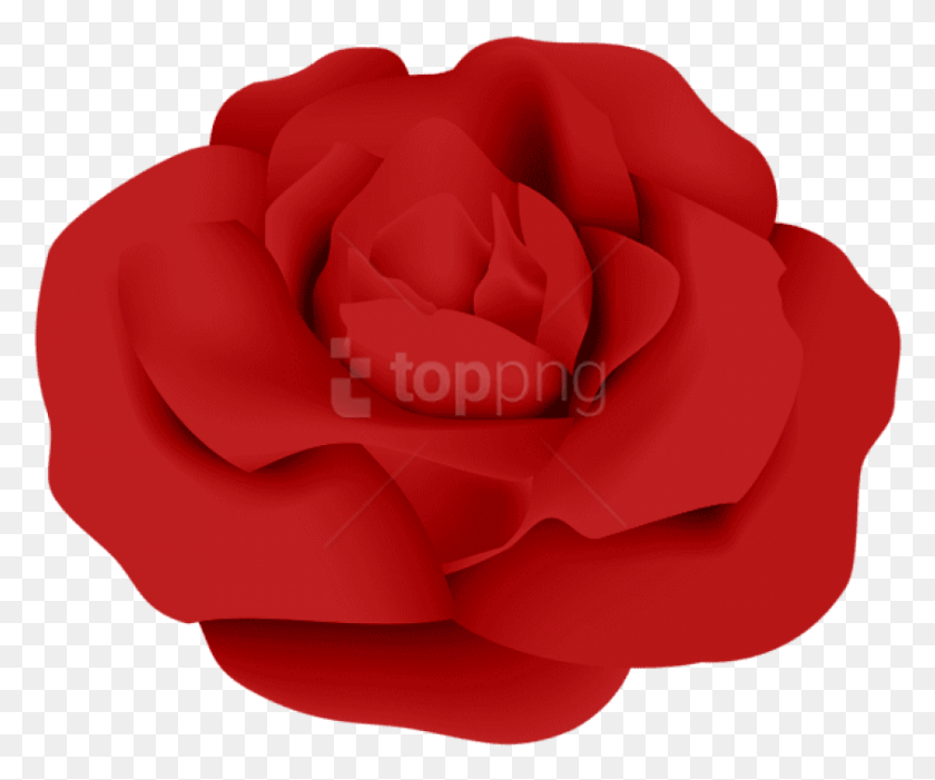 843x693 Png Красная Роза, Гибридная Чайная Роза, Цветок, Растение, Цветение Hd Png