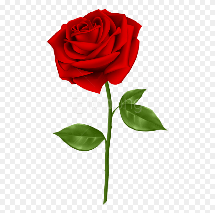 480x773 Красная Роза Изображения Фона Красная Роза С Прозрачным Фоном, Роза, Цветок, Растение Hd Png Скачать