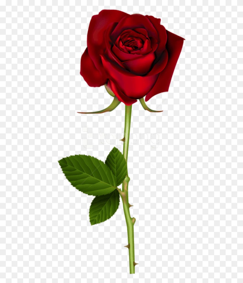 445x916 Free Red Rose Images Background Transparent Background Rose, Flower, Plant, Blossom HD PNG Download
