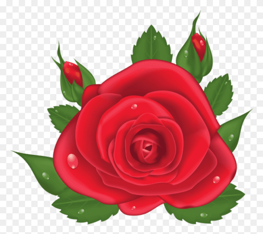 822x723 Free Red Rose Images Transparent Flores Vermelha Em, Rose, Flower, Plant HD PNG Download