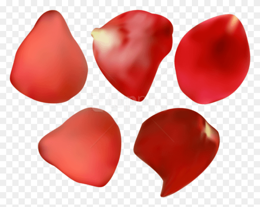 841x656 Free Red Rose Petal Images Background Rose Petal Transparent, Plant, Heart, Flower HD PNG Download