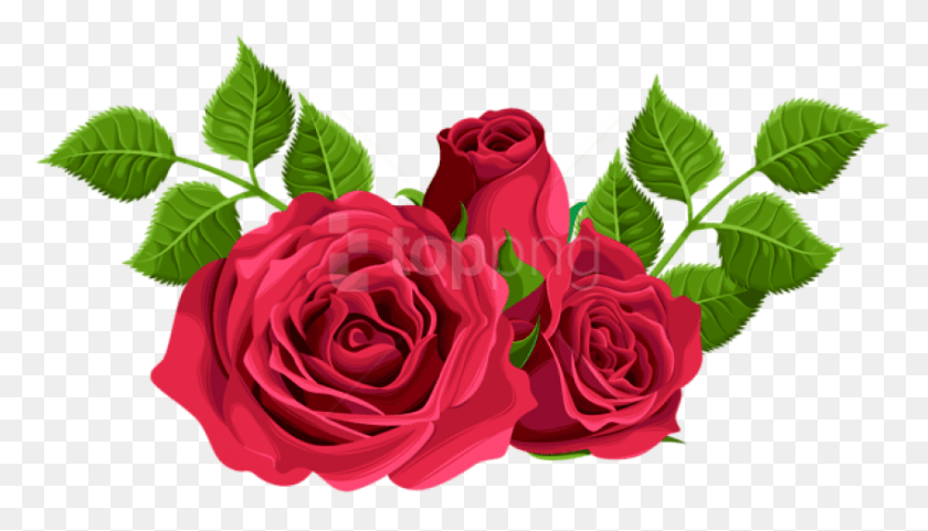 850x459 Png Красные Розы Декоративные Изображения Фон Гибридная Чайная Роза, Цветок, Растение, Цветение Hd Png