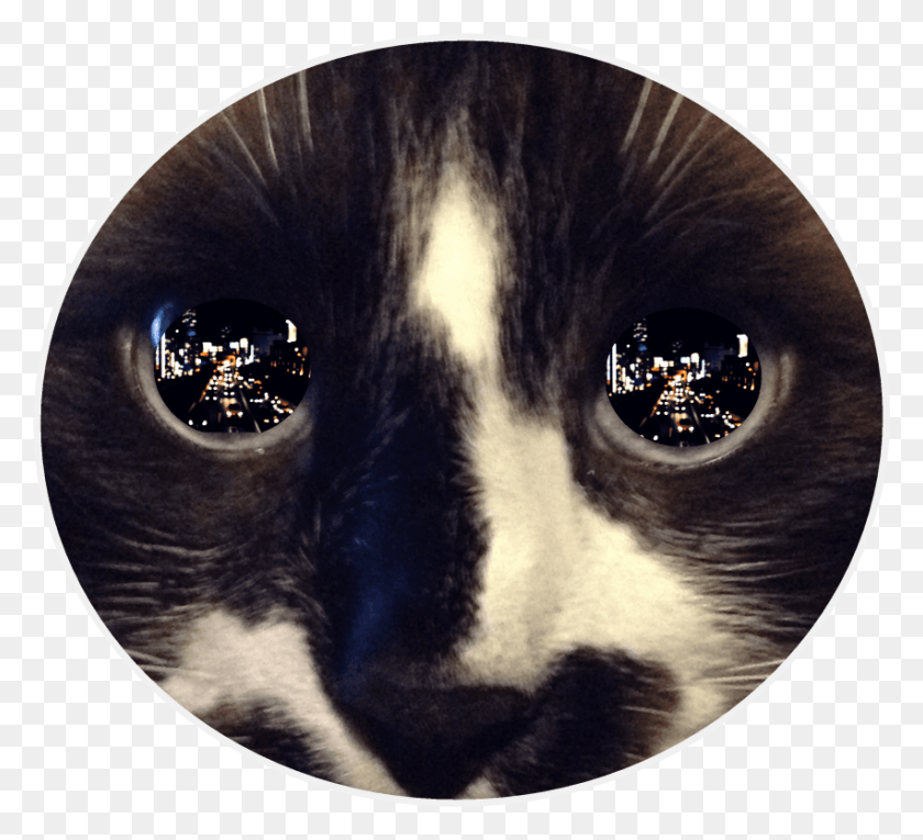 851x770 Free Reflection In Cat39s Eye Images Cat Eyes Reflection, Pet, Mammal, Animal HD PNG Download