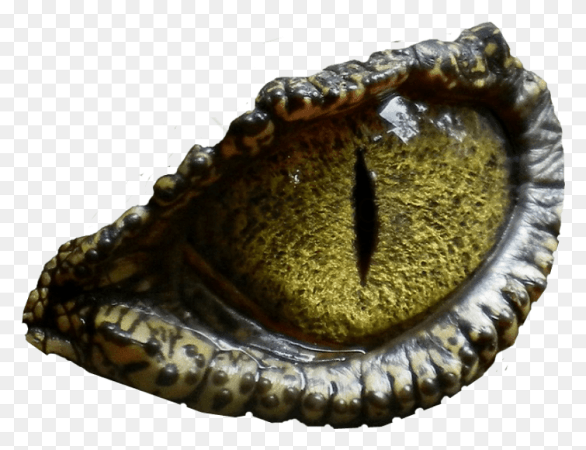 850x639 Free Reptile Eyes Cufflinks Bluefloral Whiteold T Rex Eye, Snake, Animal, Crocodile HD PNG Download