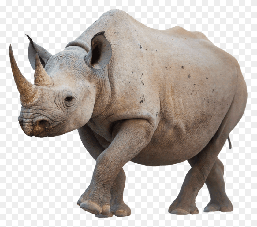 850x745 Free Rhino Walking Images Background Rhino, Wildlife, Mammal, Animal HD PNG Download